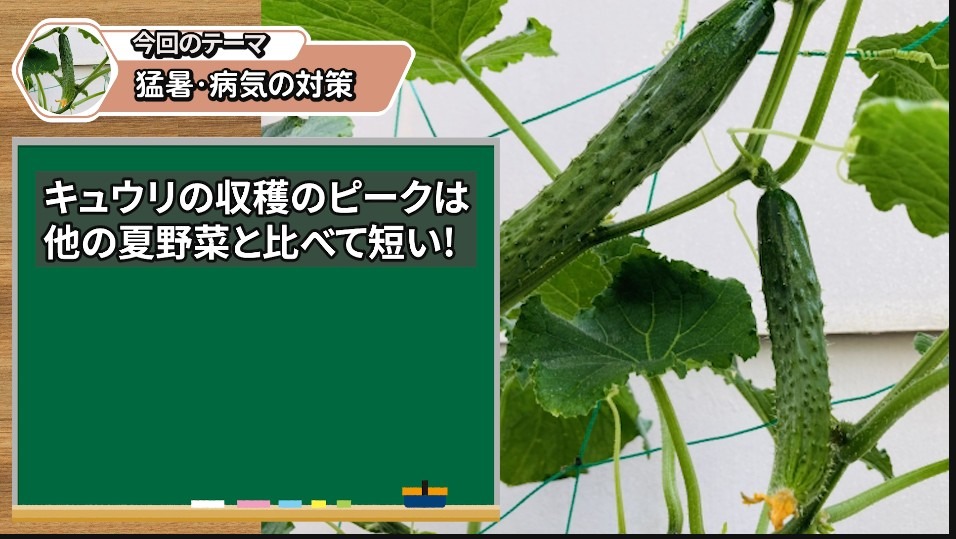 夏前にキュウリが急に枯れる前に見るポイント