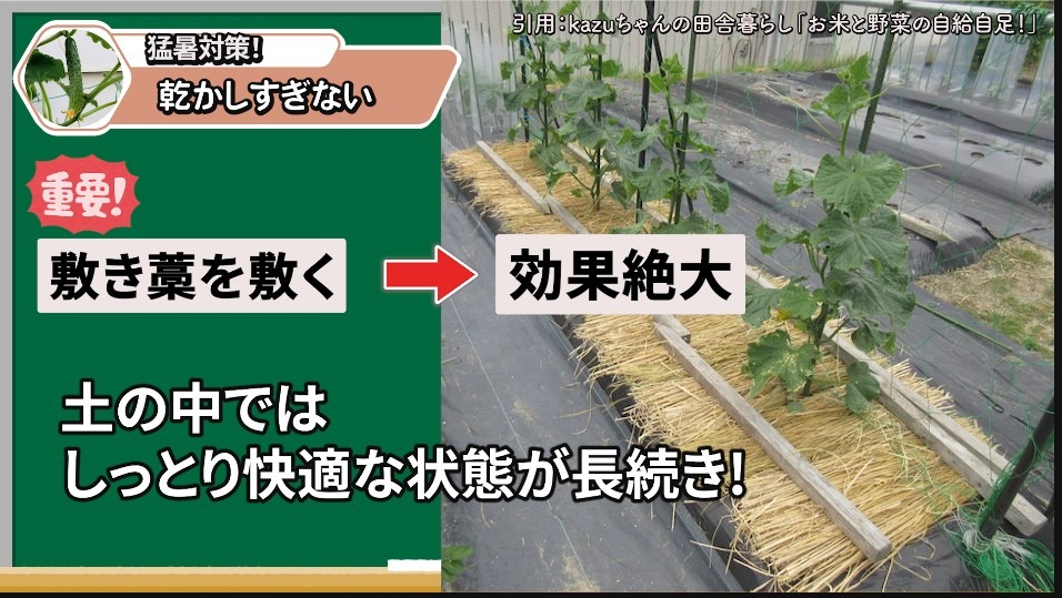 敷き藁でキュウリの土の乾燥を防ぐ