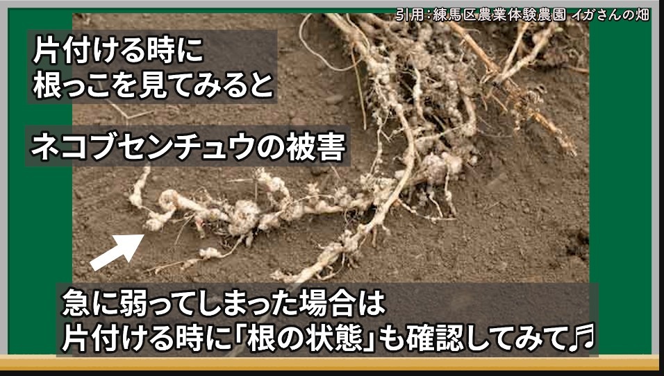 キュウリが急に弱った時は根のネコブセンチュウも確認する