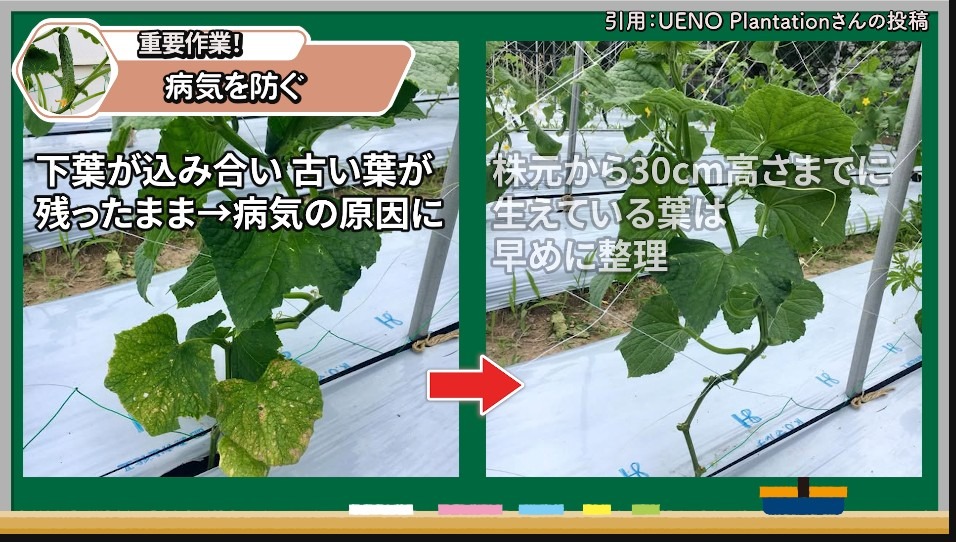 株元30cmほどの下葉を整えてキュウリの病気を防ぐ