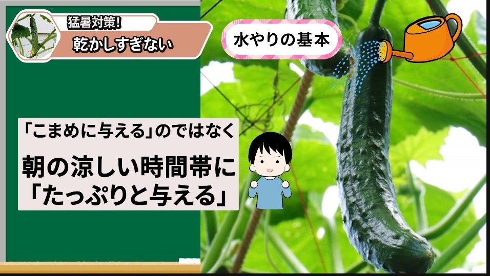 プランターのキュウリは水切れしやすい