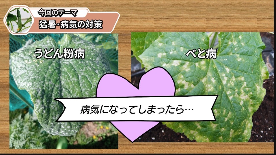 キュウリのうどんこ病とべと病の見分け