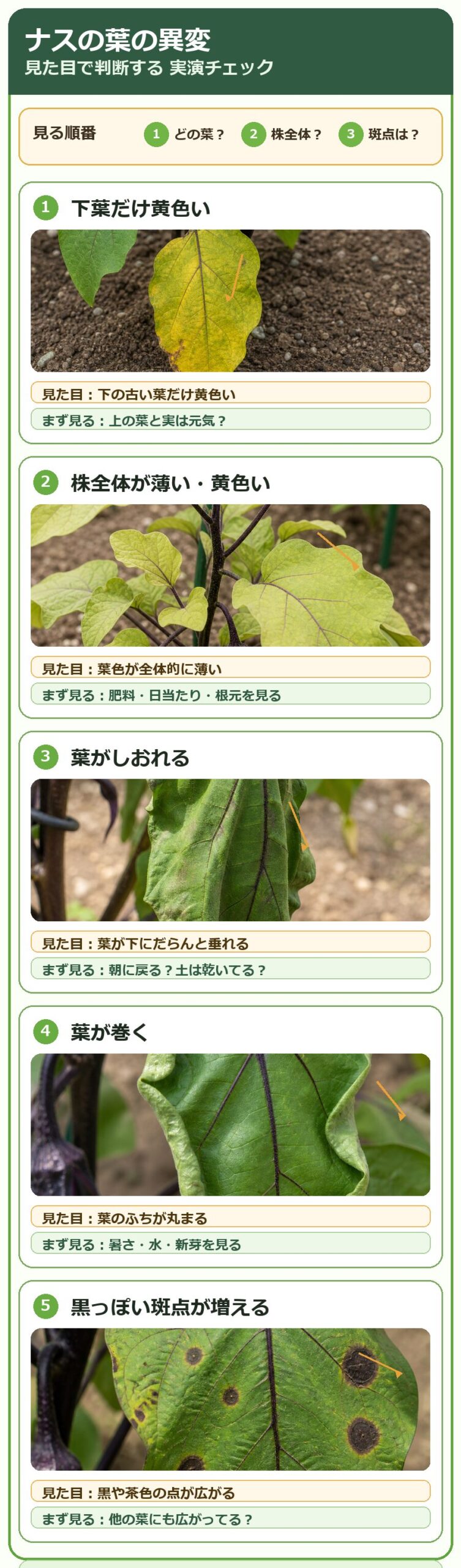 ナスの葉が黄色い、しおれる、巻く、黒っぽい斑点が出る時に見た目で確認する症状別チェック図