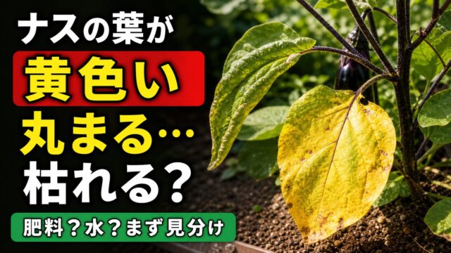ナスの葉が黄色い、丸まる、枯れるか不安な時に肥料か水かを見分けるアイキャッチ画像