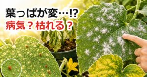 夏野菜の葉っぱが変で病気や枯れるか不安な時に白い粉、点々、しおれ、黄色い葉を見分けるアイキャッチ画像