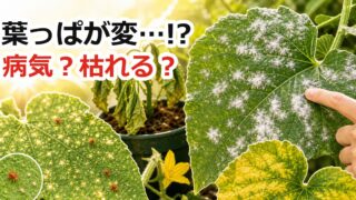 夏野菜の葉っぱが変で病気や枯れるか不安な時に白い粉、点々、しおれ、黄色い葉を見分けるアイキャッチ画像