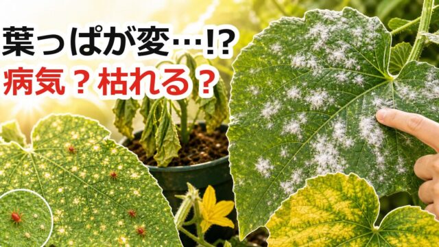 夏野菜の葉っぱが変で病気や枯れるか不安な時に白い粉、点々、しおれ、黄色い葉を見分けるアイキャッチ画像