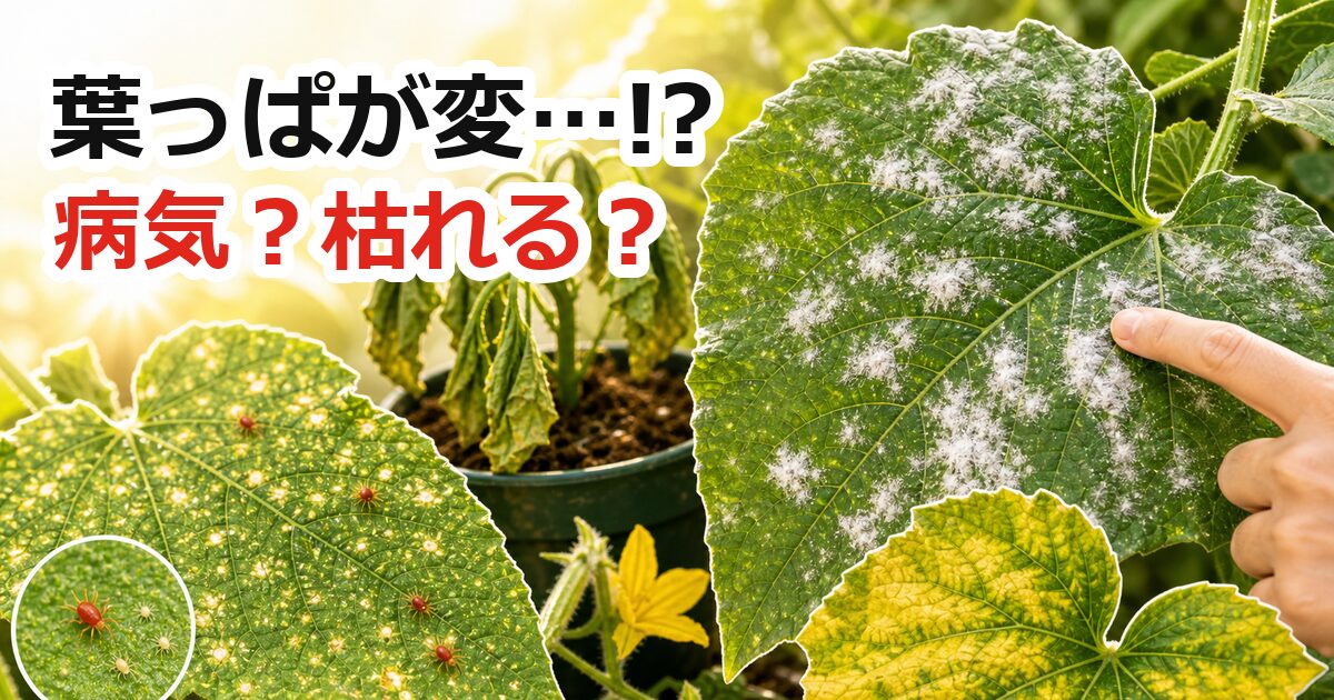 夏野菜の葉っぱが変で病気や枯れるか不安な時に白い粉、点々、しおれ、黄色い葉を見分けるアイキャッチ画像