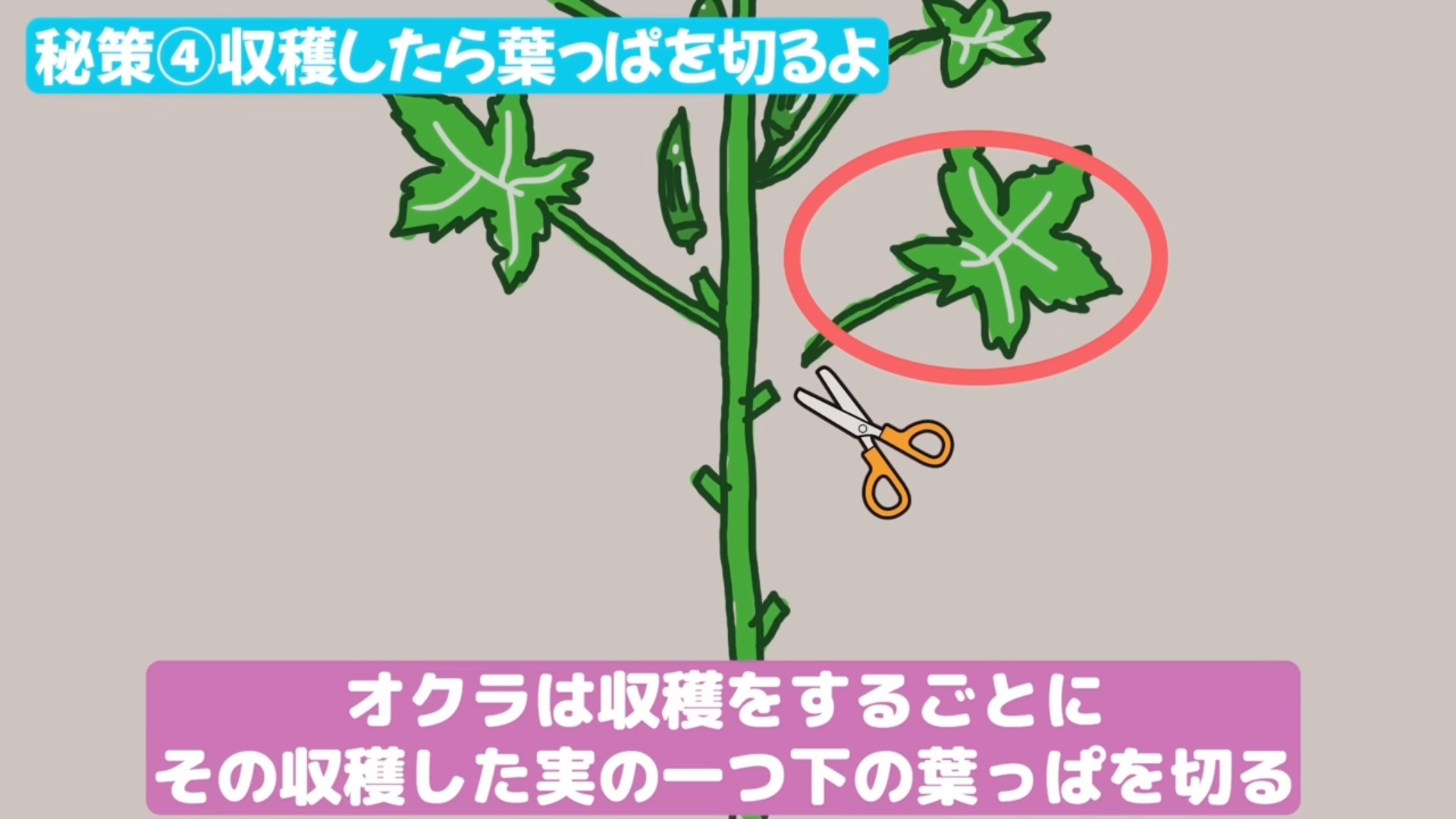 オクラを収穫したあと実の下の葉を整理する位置を示す場面