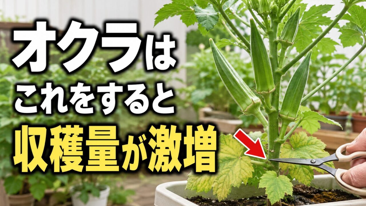 オクラの株元の葉をハサミで管理し収穫量が増えることを伝えるアイキャッチ画像