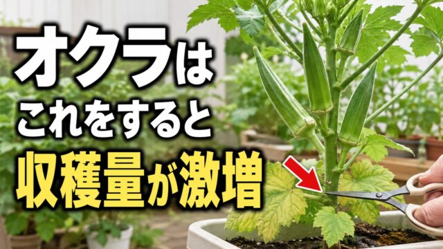 オクラの株元の葉をハサミで管理し収穫量が増えることを伝えるアイキャッチ画像