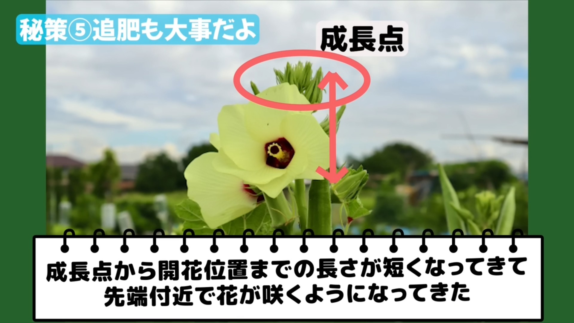 オクラの花や実の位置を見ながら追肥のタイミングを確認する場面