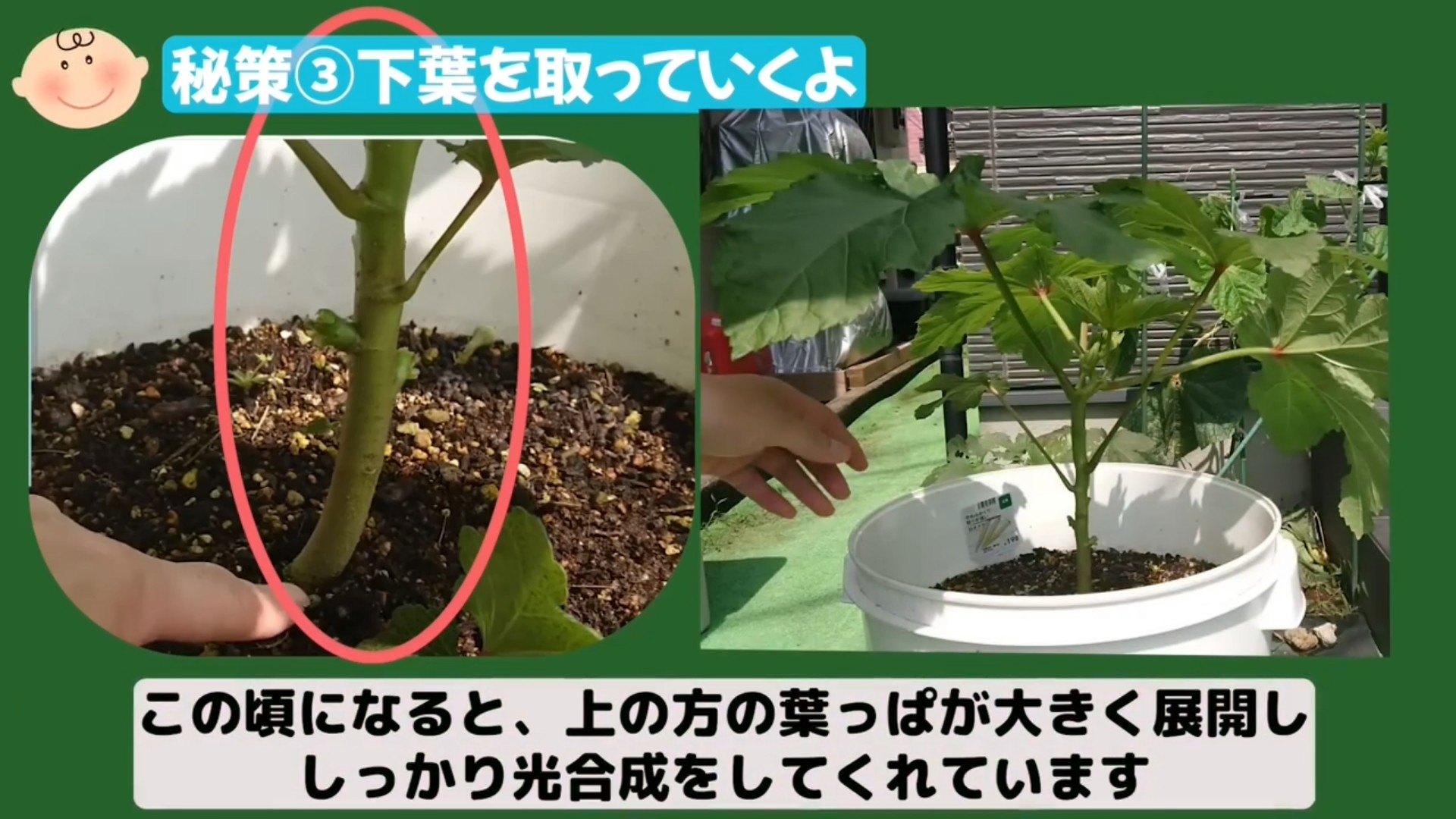 オクラの株元にある古い下葉を確認する場面