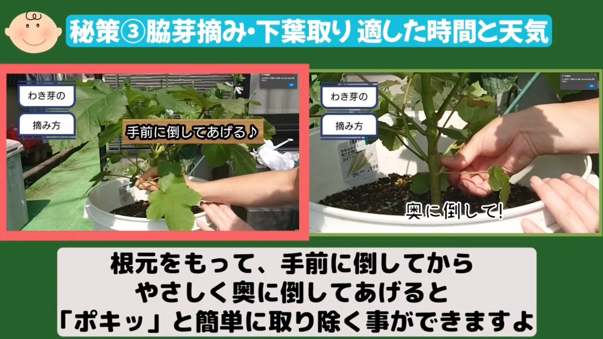 オクラの下葉をハサミで切って整理する場面