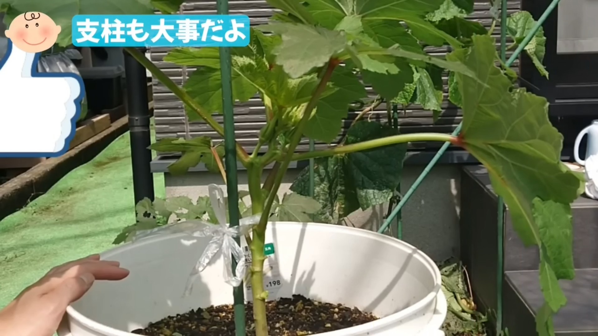 オクラの株を支柱で支えて倒れにくくする場面