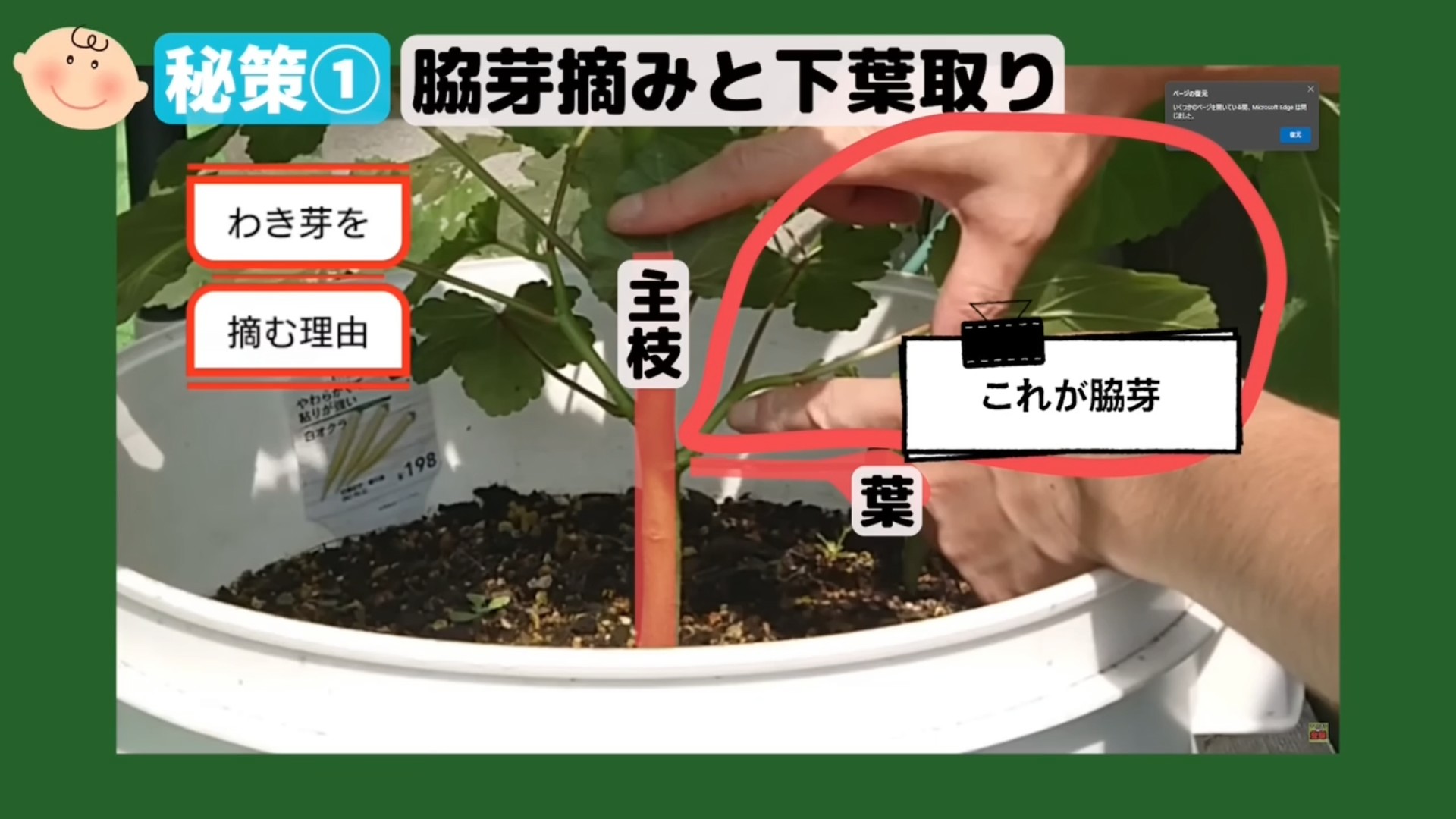 オクラの葉の付け根に出る脇芽を確認する場面