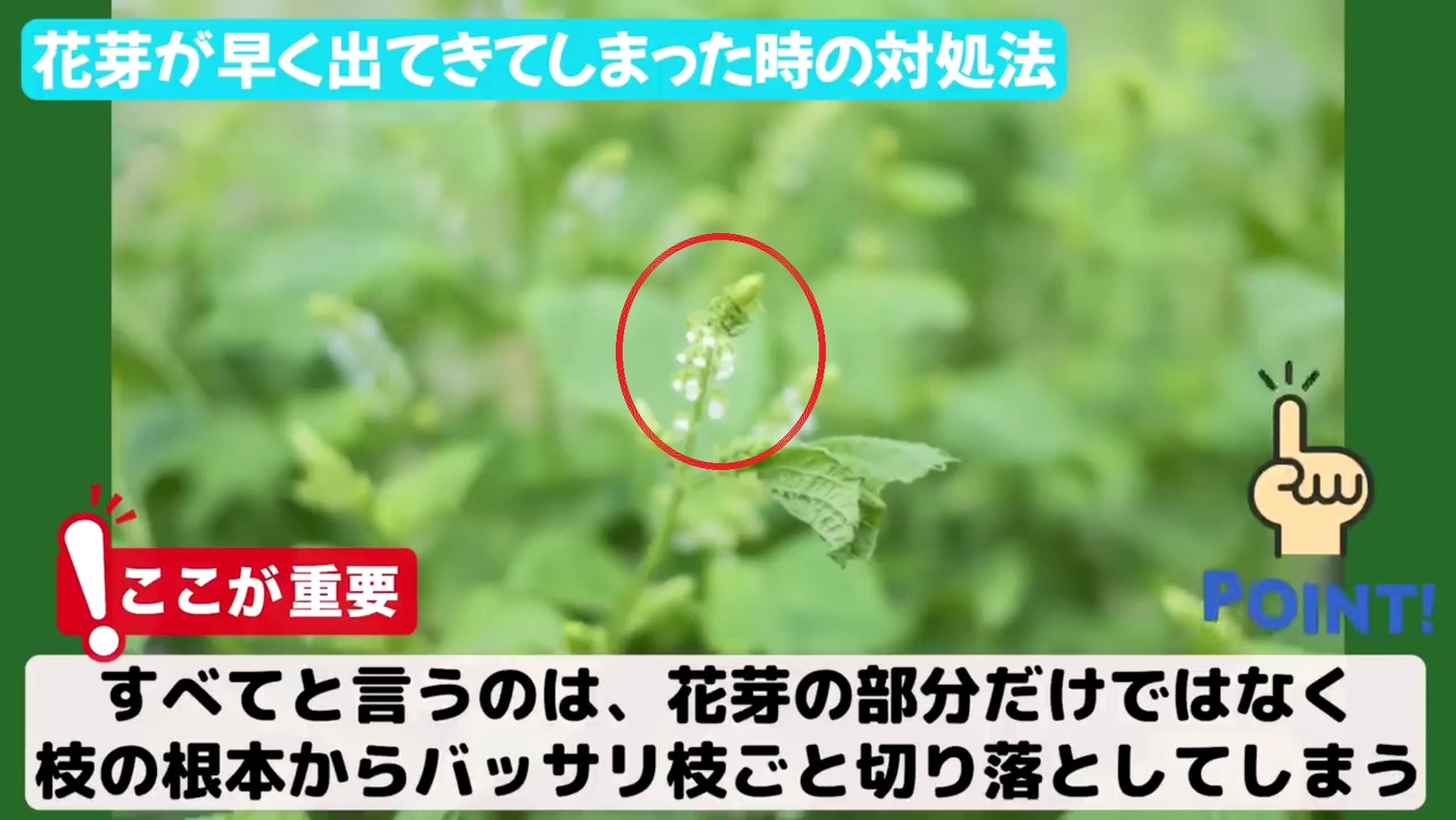 大葉の花芽が出た時に枝ごと切る位置を示した画像
