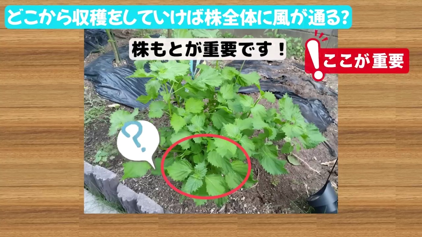 大葉の株元をすっきりさせて風通しを良くする収穫位置の画像