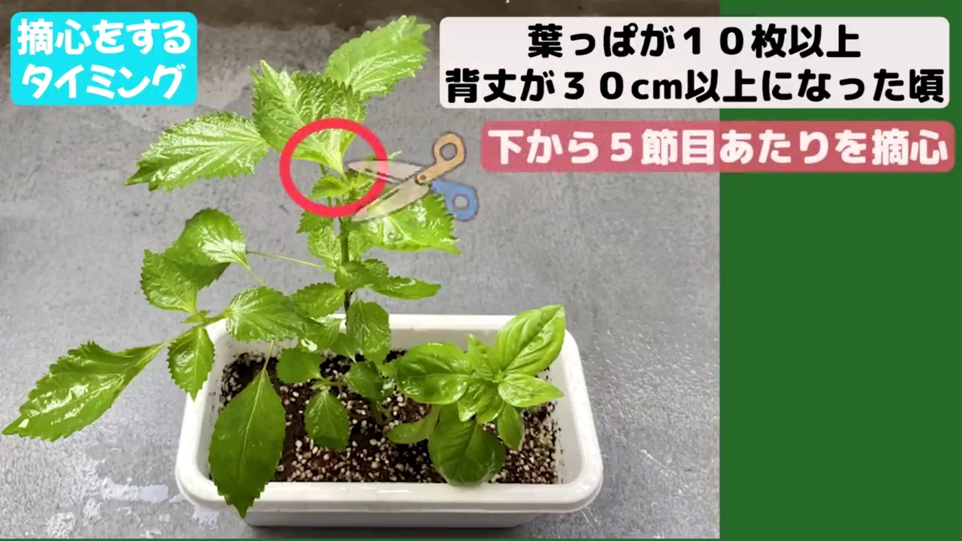 大葉の摘芯をする位置とタイミングを示した実演画像