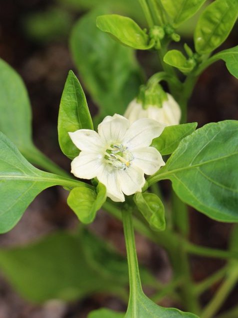 ピーマンの花と小さな実を確認する様子