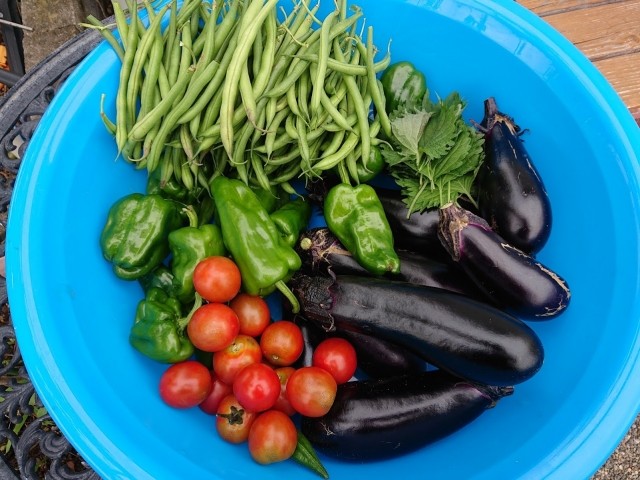 収穫した夏野菜とピーマン
