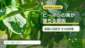 ピーマンの実が落ちる原因を解説するアイキャッチ画像