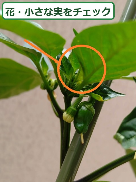 ピーマンの花と小さな実をチェックする位置を示した写真