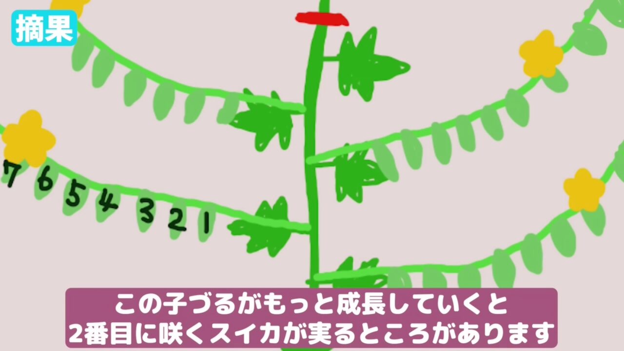スイカの子づるを伸ばして雌花がつく場所を説明する図解
