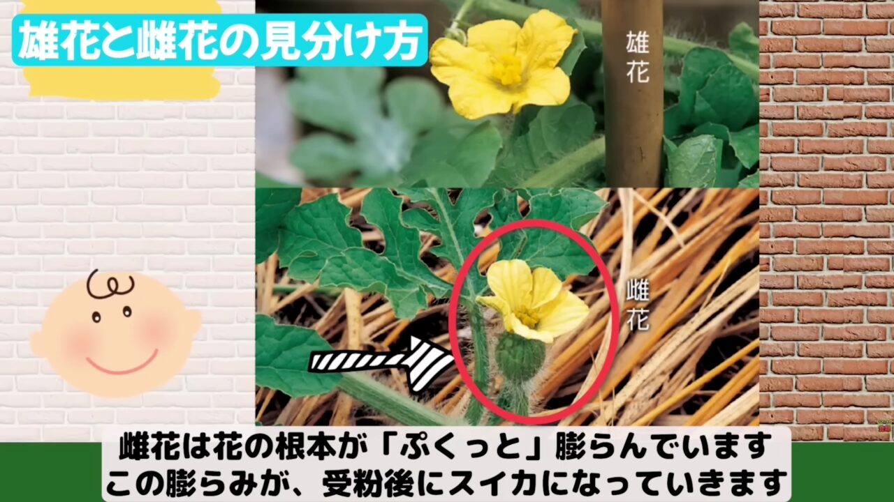 スイカの雄花と雌花を花の根元のふくらみで見分ける図解