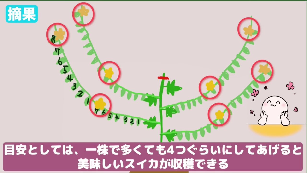 スイカは1株で多くても4つくらいを目安に育てることを説明する図解