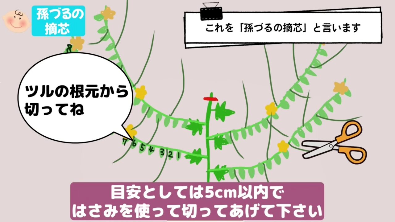 スイカの孫づるを根元から切って整理することを説明する図解