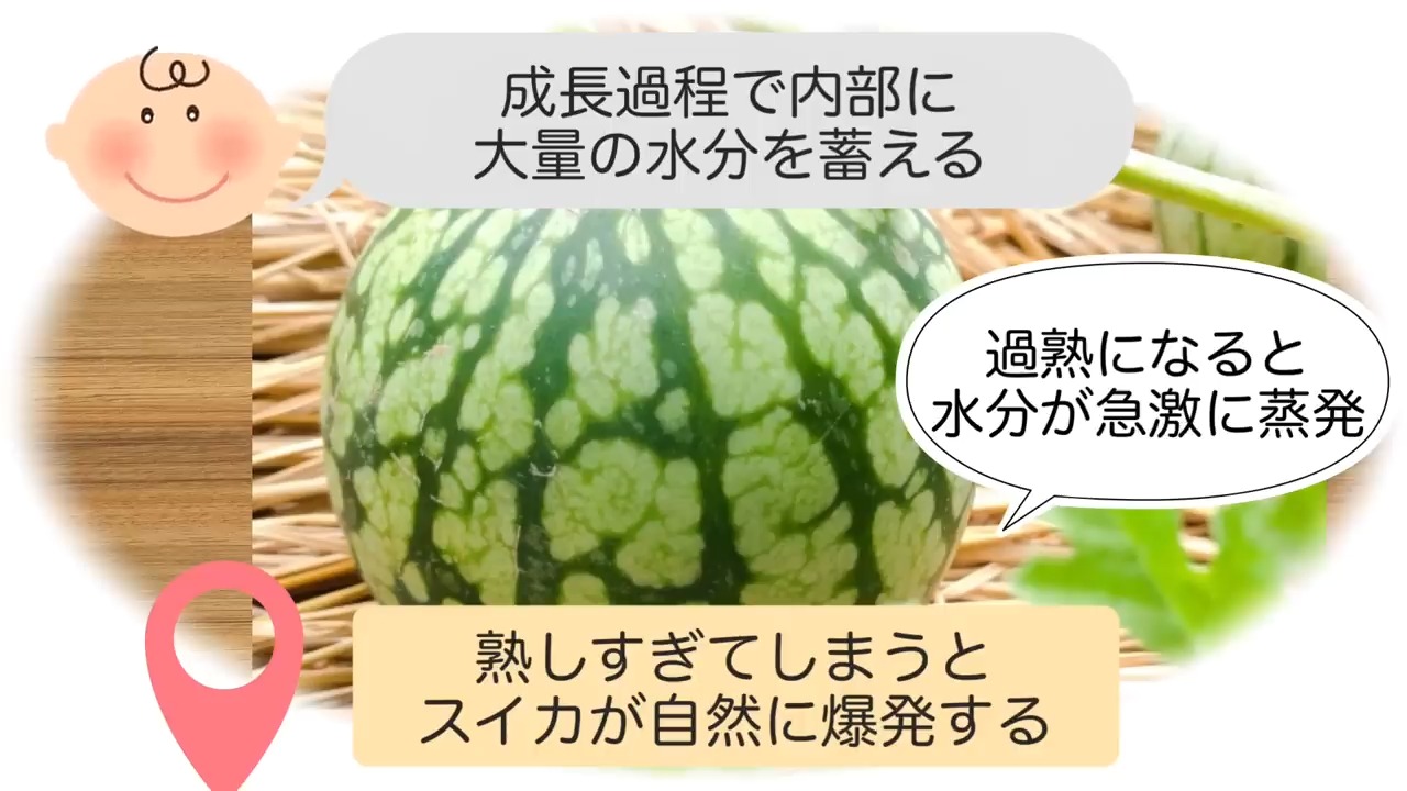 熟しすぎたスイカは内部の水分で割れることがある説明画像