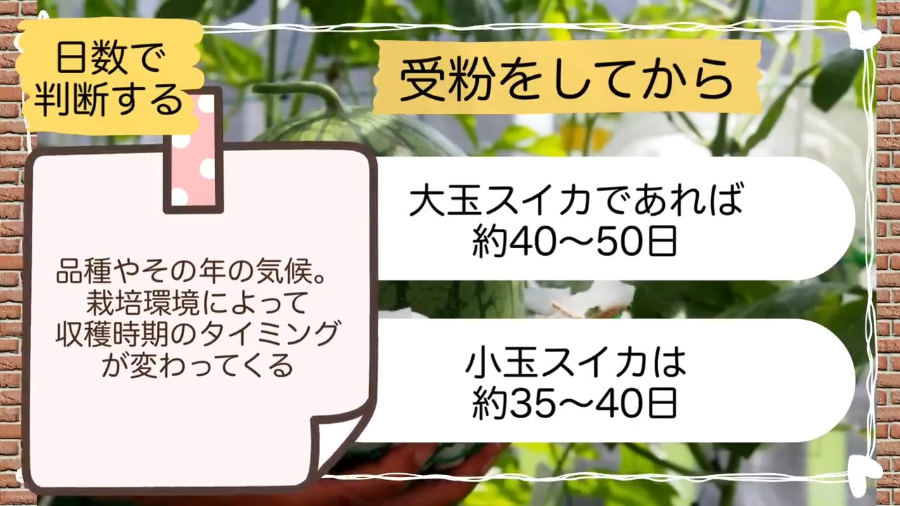 大玉スイカは受粉後40から50日、小玉スイカは35から40日を目安にする画像