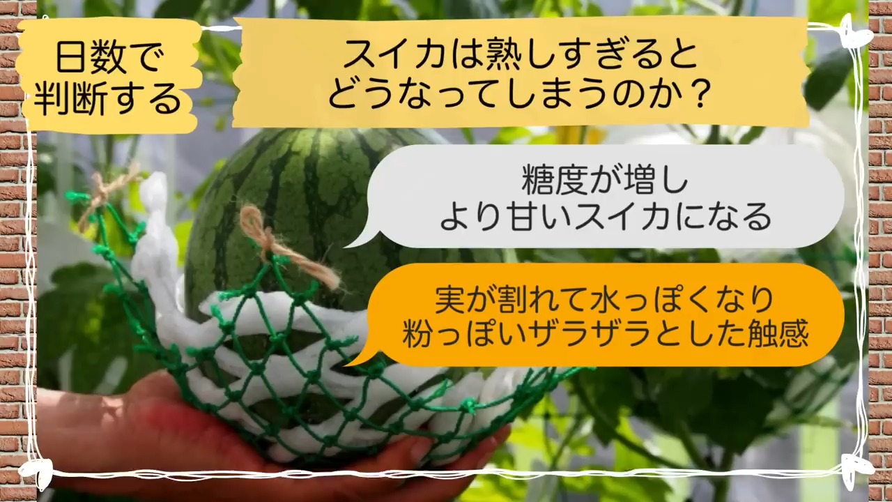 スイカが熟しすぎると水っぽくなり食感が変わることを説明する画像