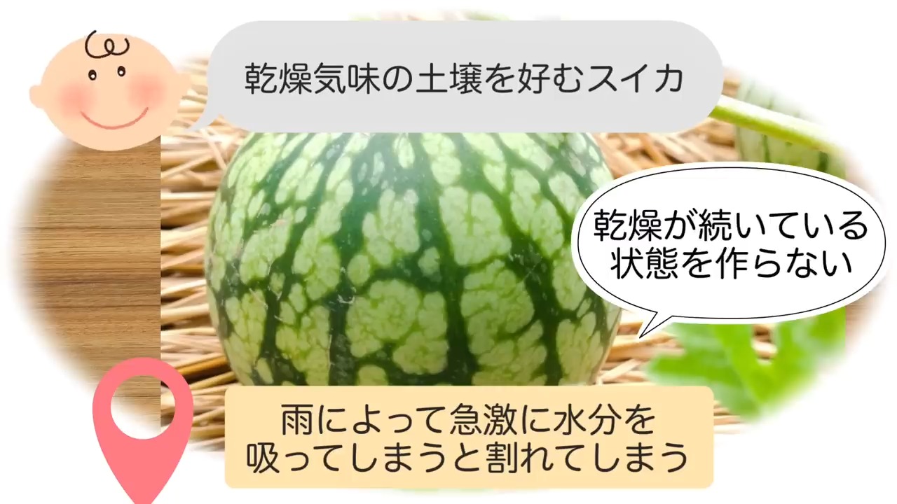 乾燥後の雨でスイカが急に水分を吸い割れやすくなる説明画像