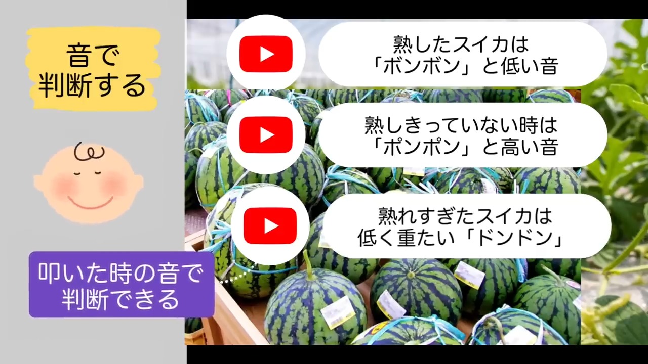 スイカを叩いた音でポンポン、ボンボン、ドンドンの違いを見る画像