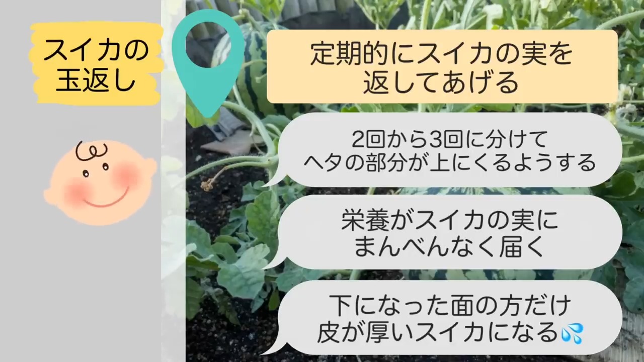 スイカの玉返しを2回から3回に分けて行うやり方の説明画像