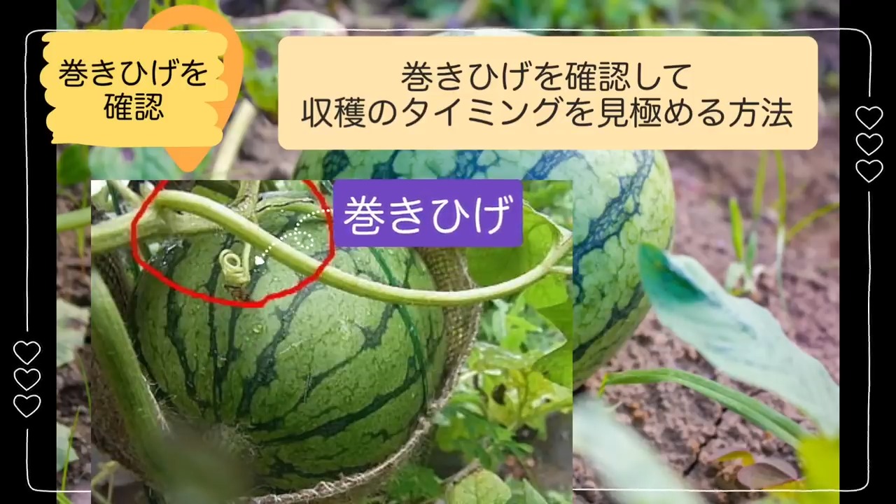 スイカの実の近くの巻きひげを確認して収穫時期を見分ける画像