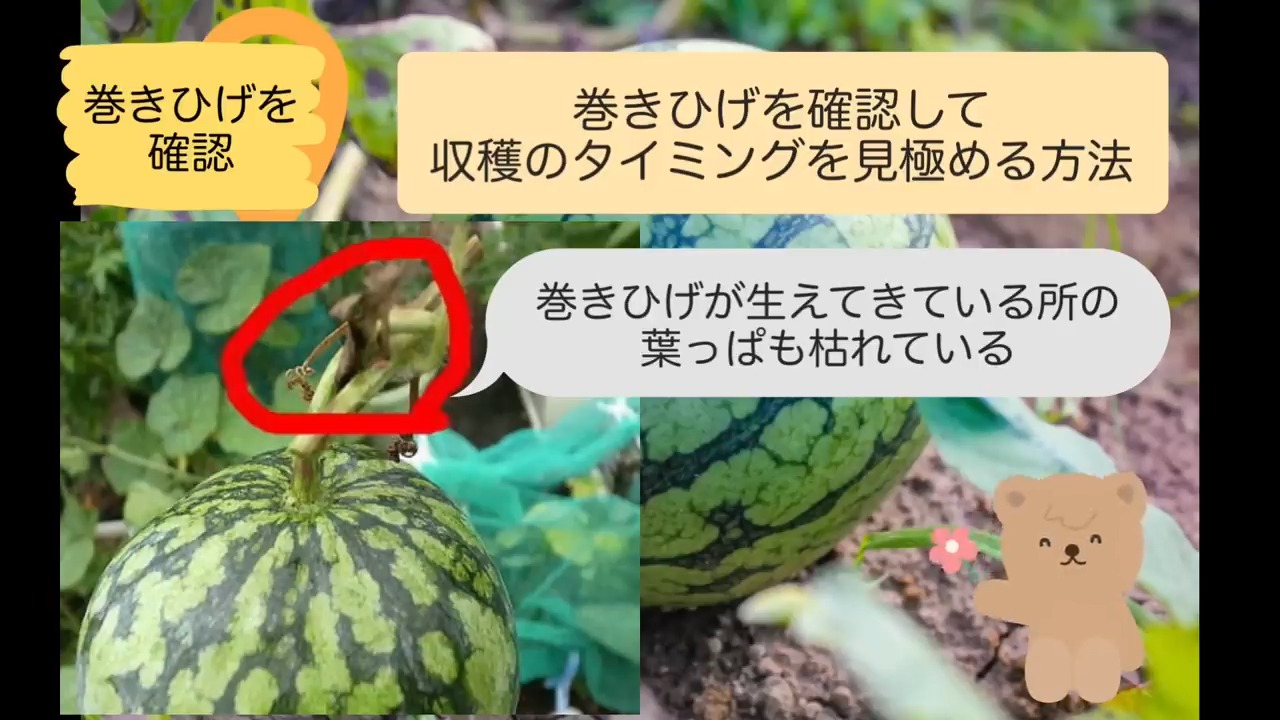 スイカの巻きひげと近くの葉の枯れ具合を見て収穫時期を判断する画像
