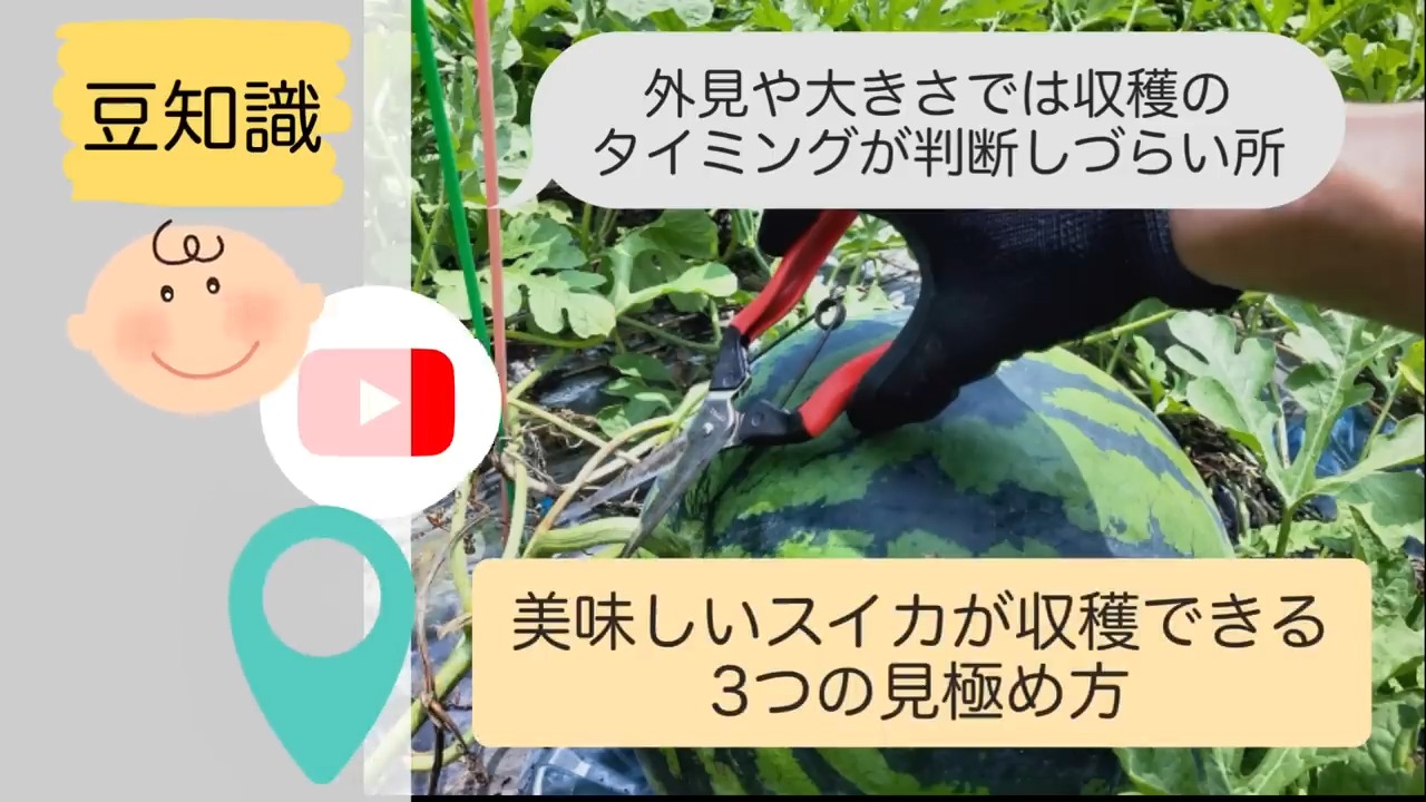 スイカの収穫時期を巻きひげ、音、日数で見極める3つのポイント