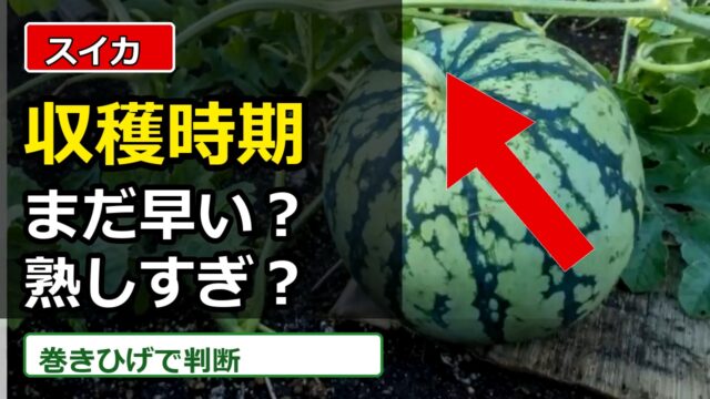 スイカの収穫時期を巻きひげで見分けるアイキャッチ画像