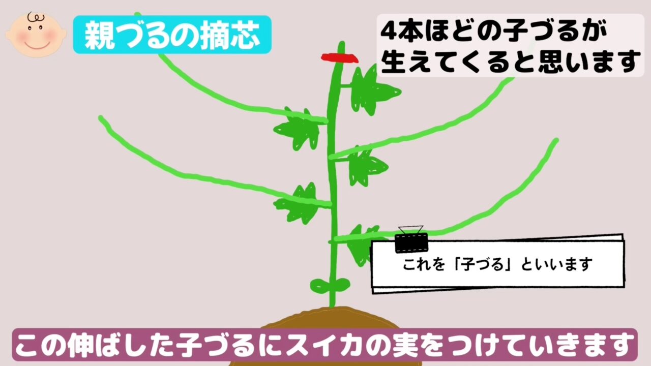 スイカの親づるを摘心して子づるを伸ばすことを説明する図解