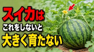 スイカはこれをしないと大きく育たないと伝えるスイカのつる管理アイキャッチ画像