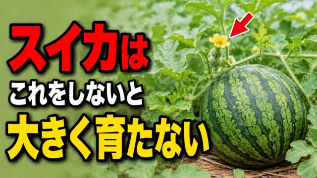スイカはこれをしないと大きく育たないと伝えるスイカのつる管理アイキャッチ画像