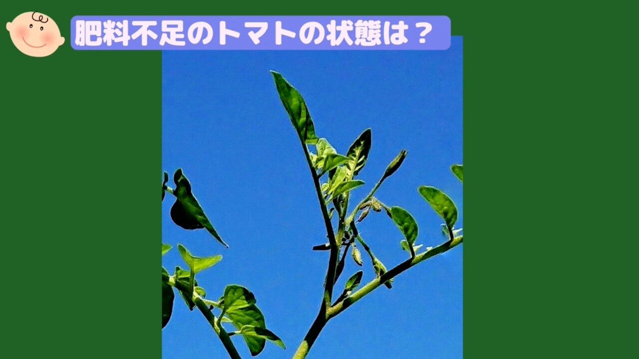 肥料不足気味で上の葉が細く見えるトマト