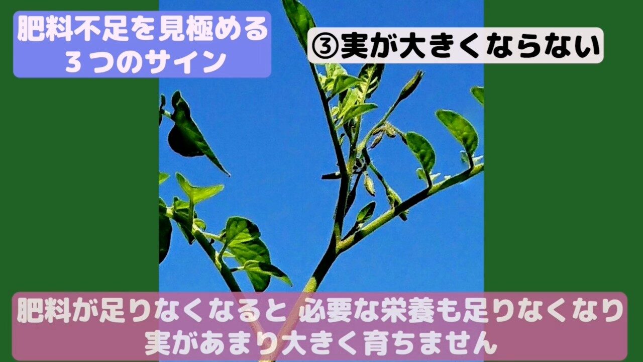 肥料不足で実が大きくなりにくいトマト