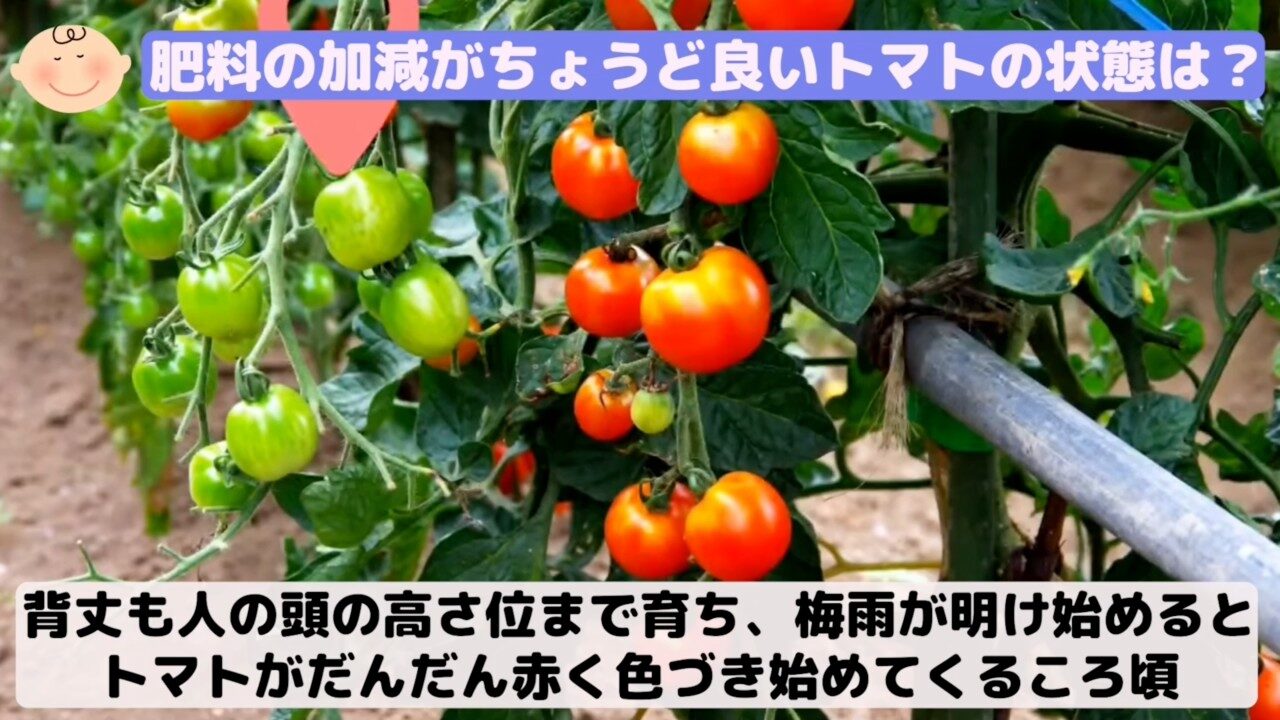 赤く色づき始めたトマトの実と株の様子