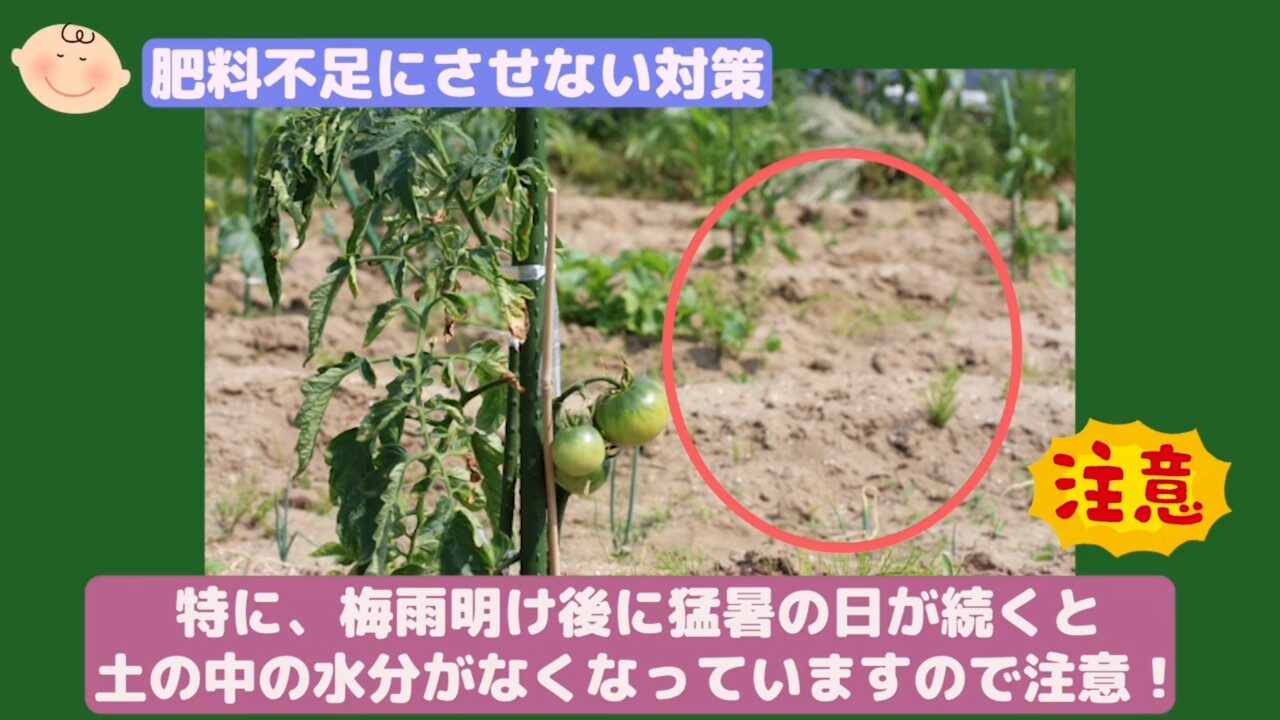 梅雨明け後の猛暑で乾きやすいトマト畑の土