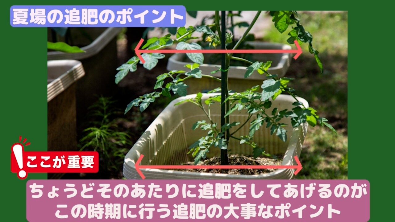 プランターの外側に追肥する位置を示したトマト