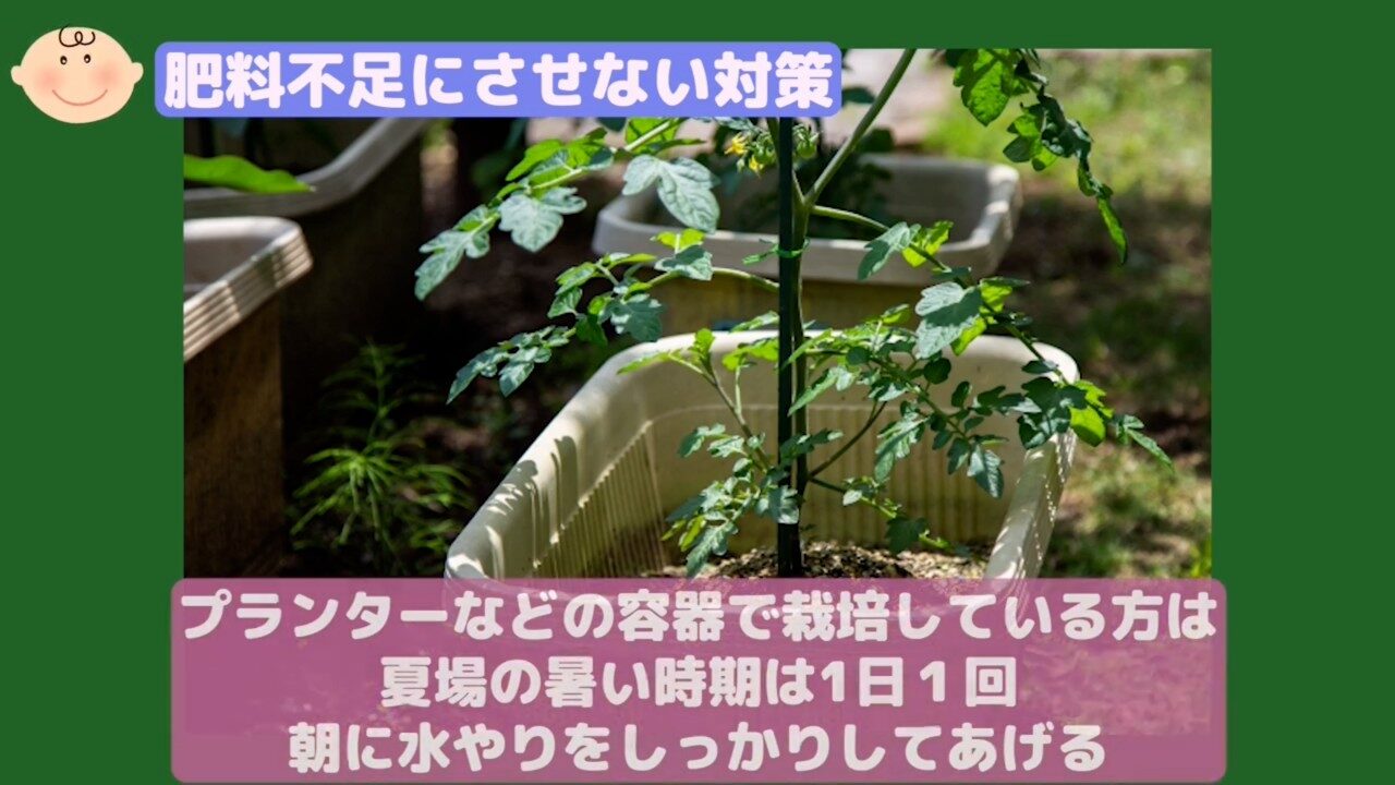 プランター栽培のトマトと夏場の水やり
